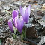 Gasthuis кануш войвода Kovačevica