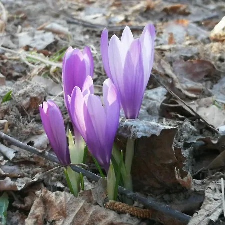ゲストハウス кануш войвода Kovačevica