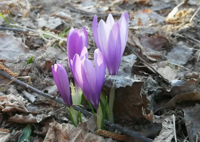 Къща за гости кануш войвода Ковачевица
